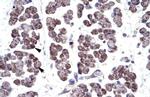 TBX20 Antibody in Immunohistochemistry (IHC)