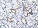 SOX10 Antibody in Immunohistochemistry (Paraffin) (IHC (P))