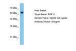 SOX10 Antibody in Western Blot (WB)