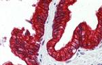 SP3 Antibody in Immunohistochemistry (IHC)