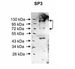 SP3 Antibody in Western Blot (WB)