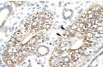 MEAF6 Antibody in Immunohistochemistry (IHC)