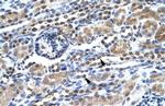 SPT5 Antibody in Immunohistochemistry (Paraffin) (IHC (P))