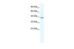 TBX1 Antibody in Western Blot (WB)