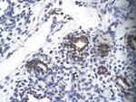 RPS16 Antibody in Immunohistochemistry (Paraffin) (IHC (P))