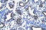 RPS16 Antibody in Immunohistochemistry (Paraffin) (IHC (P))