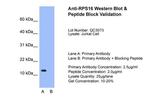 RPS16 Antibody in Western Blot (WB)