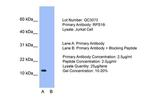 RPS16 Antibody in Western Blot (WB)