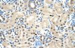 MORF4L2 Antibody in Immunohistochemistry (IHC)