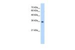 MORF4L2 Antibody in Western Blot (WB)