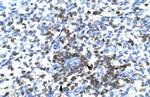 RCOR3 Antibody in Immunohistochemistry (IHC)