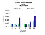 MED6 Antibody in ChIP Assay (CHIP)