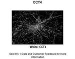 TCP-1 delta Antibody in Immunohistochemistry (Paraffin) (IHC (P))