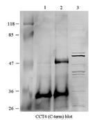 TCP-1 delta Antibody in Western Blot (WB)