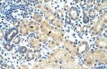 RASSF7 Antibody in Immunohistochemistry (Paraffin) (IHC (P))