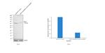 BRD3 Antibody in Western Blot (WB)