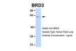 BRD3 Antibody in Western Blot (WB)