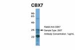 CBX7 Antibody in Western Blot (WB)