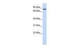 AMOT Antibody in Western Blot (WB)