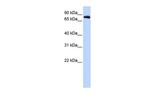 KV3.3 (KCNC3) Antibody in Western Blot (WB)