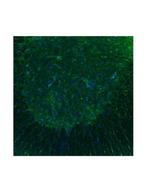 HTR3B Antibody in Immunohistochemistry (IHC)