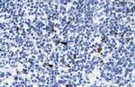 HTR3B Antibody in Immunohistochemistry (Paraffin) (IHC (P))