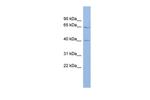 MLC1 Antibody in Western Blot (WB)