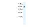 KCNH5 Antibody in Western Blot (WB)