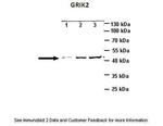 GluR6 Antibody in Western Blot (WB)