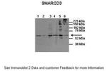 BAF60C Antibody in Western Blot (WB)