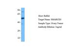 BAF60C Antibody in Western Blot (WB)