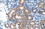 TBPL1 Antibody in Immunohistochemistry (IHC)