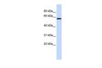 VEZF1 Antibody in Western Blot (WB)