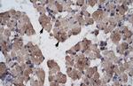 LHX9 Antibody in Immunohistochemistry (IHC)