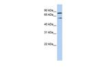 PEO1 Antibody in Western Blot (WB)