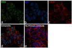 SOX4 Antibody in Immunocytochemistry (ICC/IF)