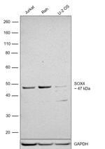 SOX4 Antibody in Western Blot (WB)