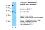 SOX4 Antibody in Western Blot (WB)