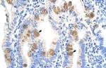 TEF5 Antibody in Immunohistochemistry (IHC)