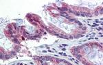 TULP2 Antibody in Immunohistochemistry (IHC)