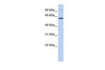 TULP2 Antibody in Western Blot (WB)