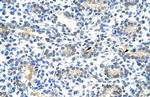 BLZF1 Antibody in Immunohistochemistry (IHC)