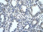 BLZF1 Antibody in Immunohistochemistry (Paraffin) (IHC (P))