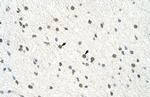 BLZF1 Antibody in Immunohistochemistry (Paraffin) (IHC (P))