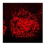 HOXC6 Antibody in Immunohistochemistry (IHC)