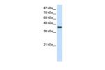 POU4F1 Antibody in Western Blot (WB)