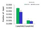 CTCF Antibody in ChIP Assay (CHIP)