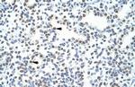 POGZ Antibody in Immunohistochemistry (IHC)