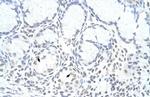 ZNF580 Antibody in Immunohistochemistry (IHC)