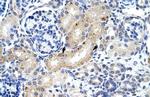 ZFP57 Antibody in Immunohistochemistry (IHC)